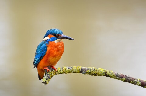 1024px Eisvogel kingfisher