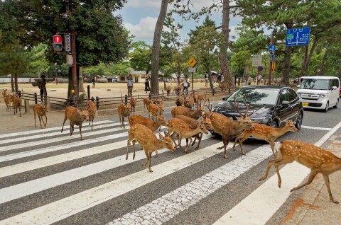Sika Deer in Nara, Japan fotograaf Jakub Hałun kopie